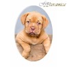 Placca Funebre per Animali in Porcellana Personalizzata | Fotoceramica Online